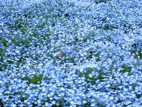 ネモフィラの花