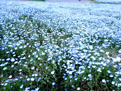 ネモフィラの花