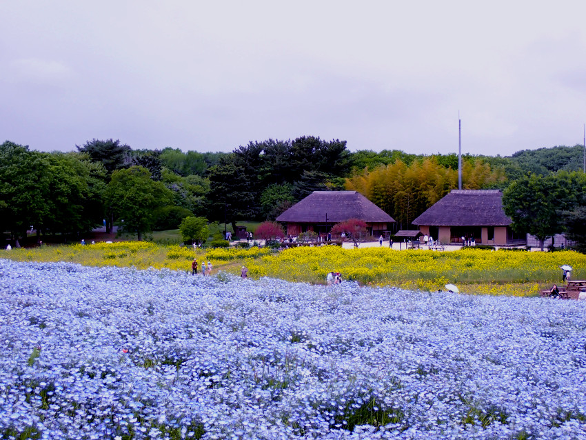 黄色い菜の花と青いネモフィラの融合