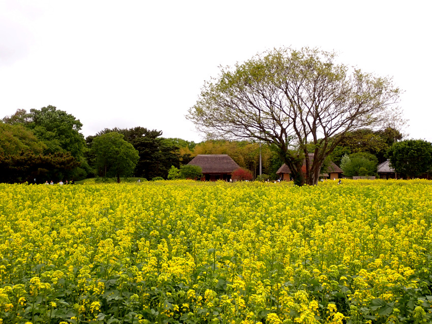 黄色い菜の花畑