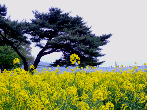 菜の花・松・ネモフィラ