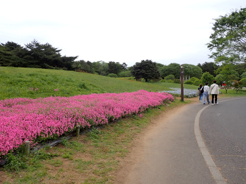 歩行道の芝桜