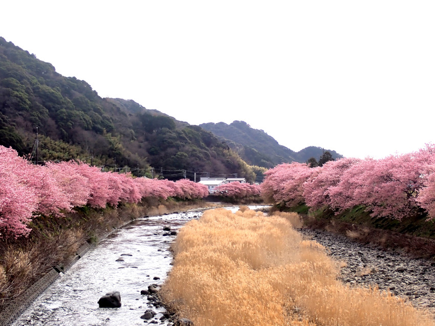 峰小橋からの河津桜並木の景観