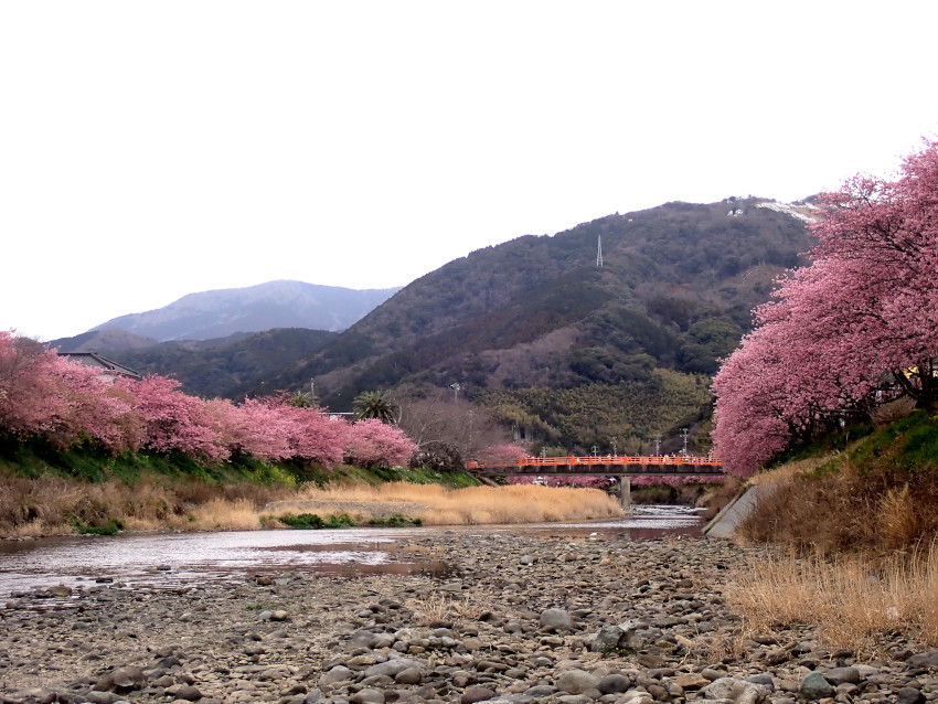 来宮橋と河津桜