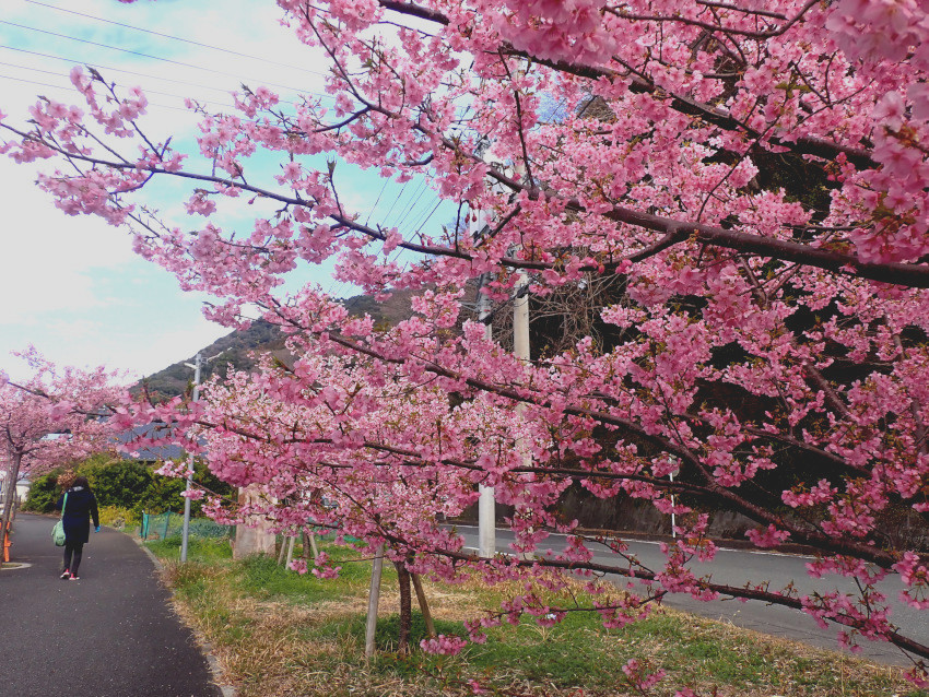 まぶしい程のピンク色に咲く河津桜