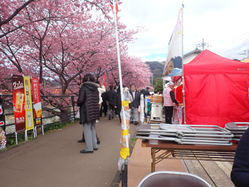 河津桜まつり