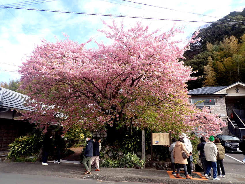 河津桜原木