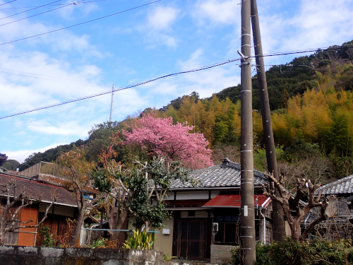 一般の民家にも河津桜