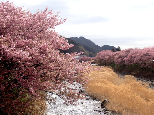 峰小橋付近の河津桜