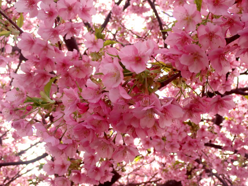 河津桜