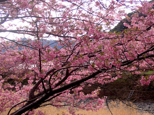 峰小橋付近の河津桜2