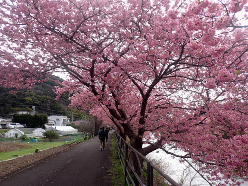 峰小橋とかわづいでゆ橋の間の河川沿いの道