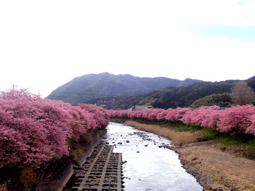 かわづいでゆ橋から下流を見る