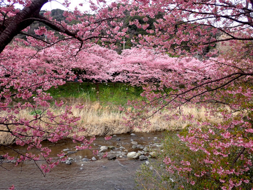 豊泉橋付近の河津桜