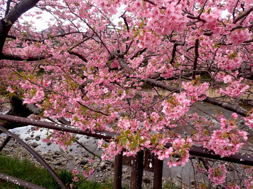 豊泉橋付近の河津桜2