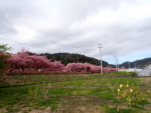 豊泉橋付近の河津桜を遠方に見る