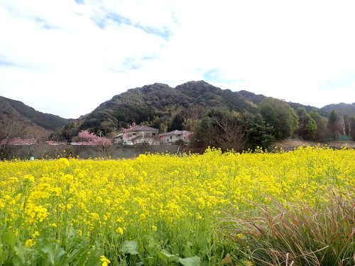 豊泉橋付近の菜の花畑