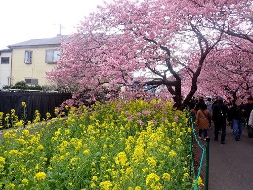 来宮橋下流側の河津桜と菜の花