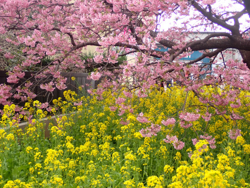 河津桜と菜の花