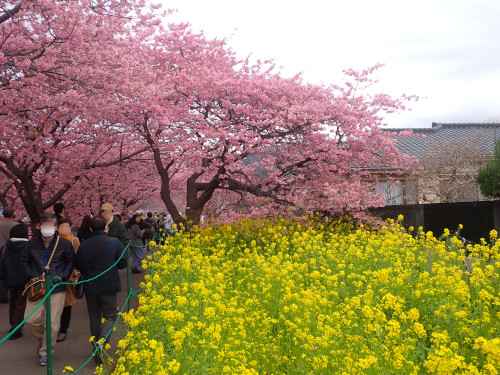 桜のトンネルと菜の花