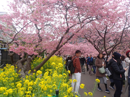 桜のトンネル