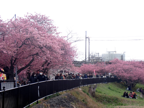 鉄殿橋と館橋付近の河津桜