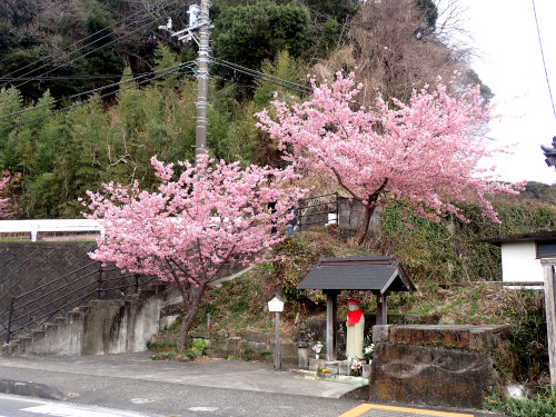 お地蔵さんと河津桜