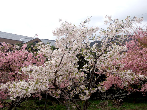 早咲き桜と河津桜