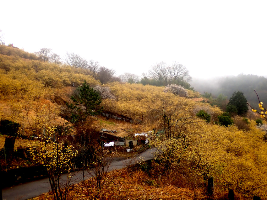 ロウバイ園のロウバイ（満開時）