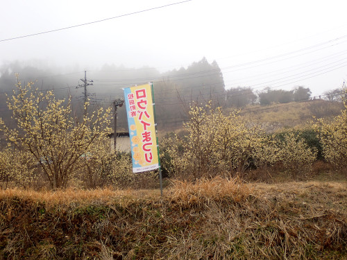 歩く途中でもロウバイが見渡せる