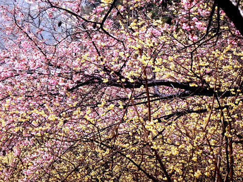 早咲きの桜？との融合