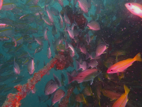 ものすごい数の魚