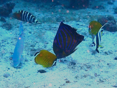 魚の種類が豊富