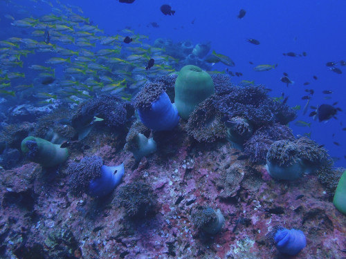 大きなイソギンチャクと魚影