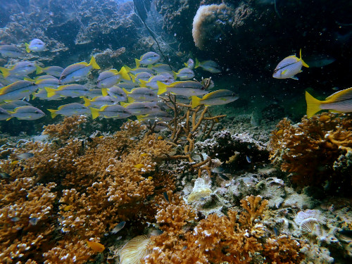 海底付近にも多くの魚影